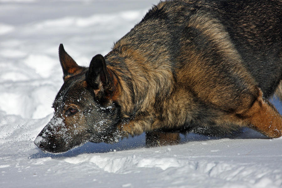 Winter Photograph - Snow Dog by Karol Livote