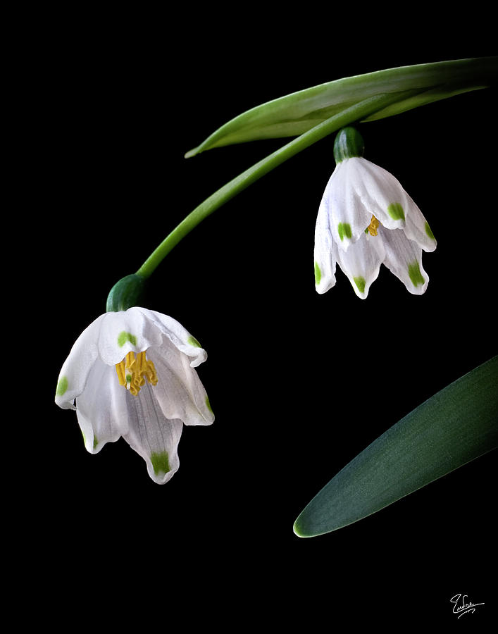 Snow Drops Photograph by Endre Balogh