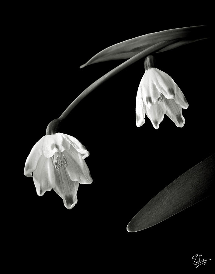 Flower Photograph - Snow Drops in Black and White by Endre Balogh