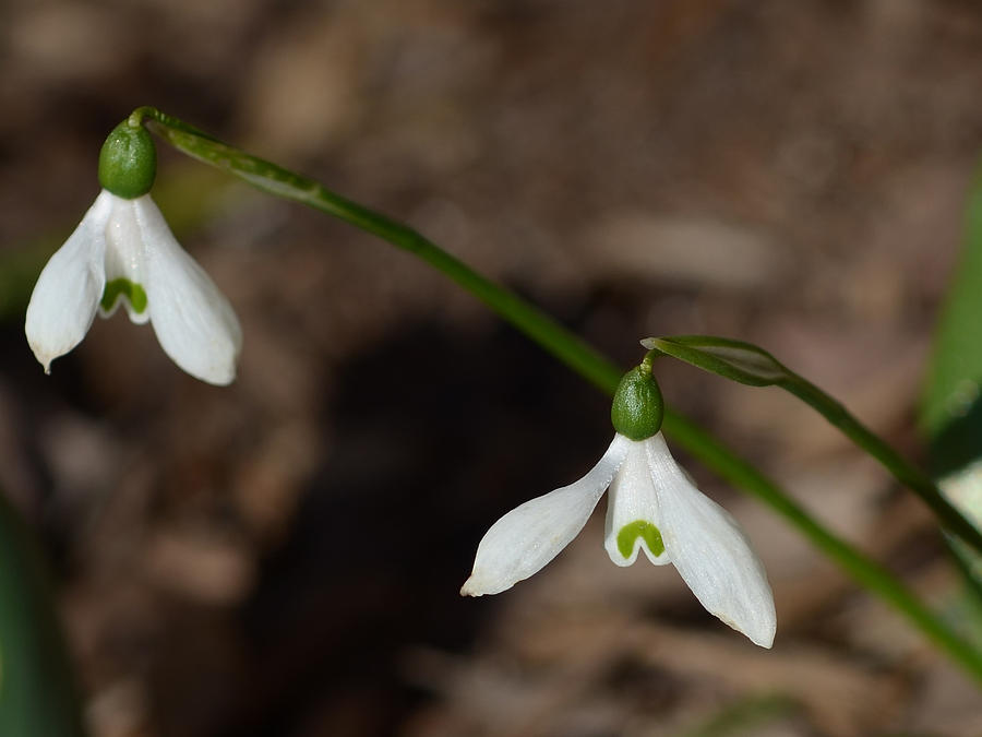 Snow Drops Photograph by Lisa Phillips