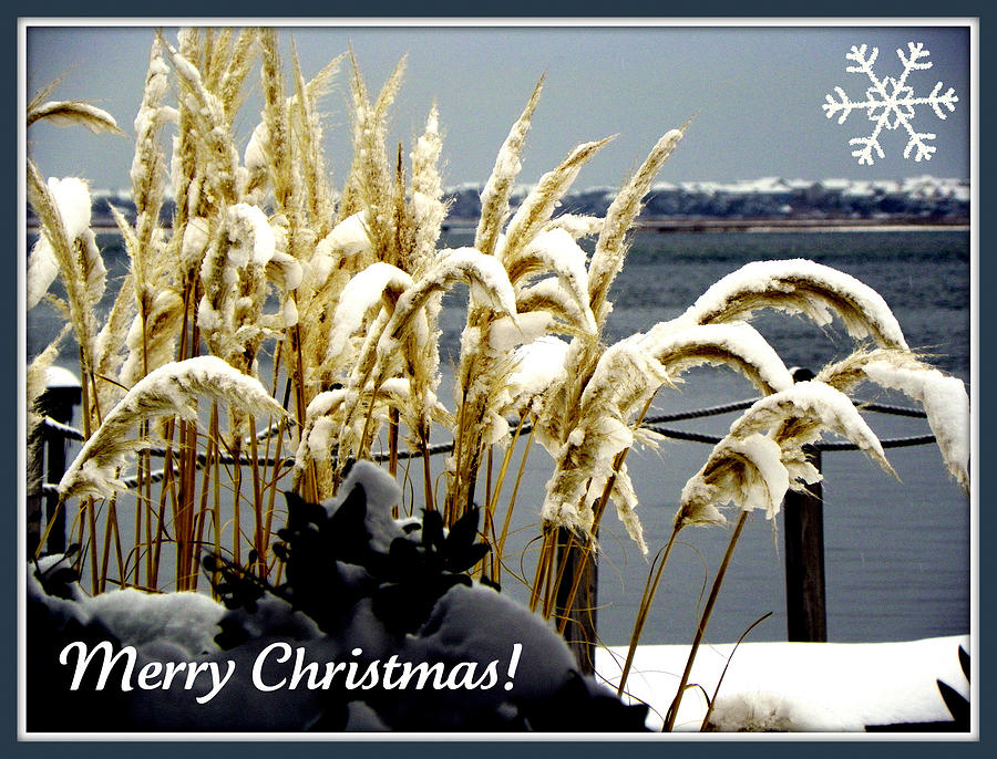 Snow Dust Christmas Card Photograph by Karen Wiles