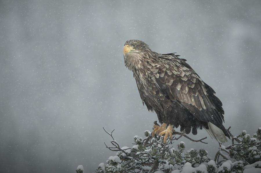 Snow Eagle Photograph by Andy Astbury