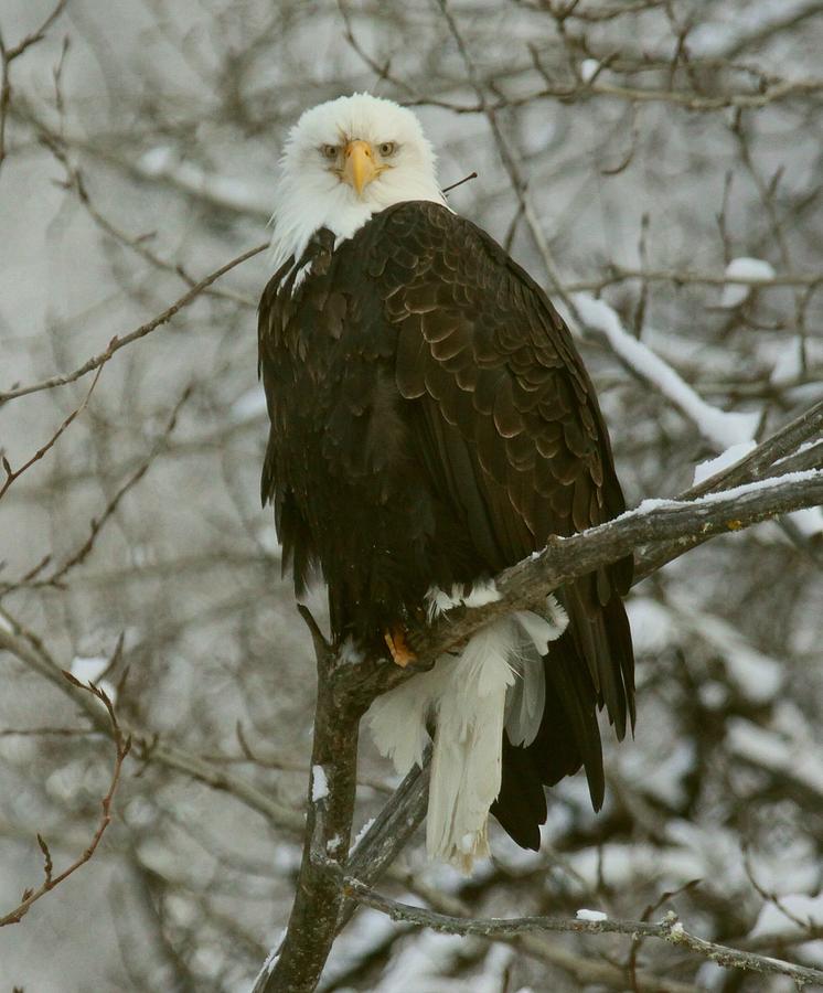 Snow Eagle Photograph by Myrna Bradshaw