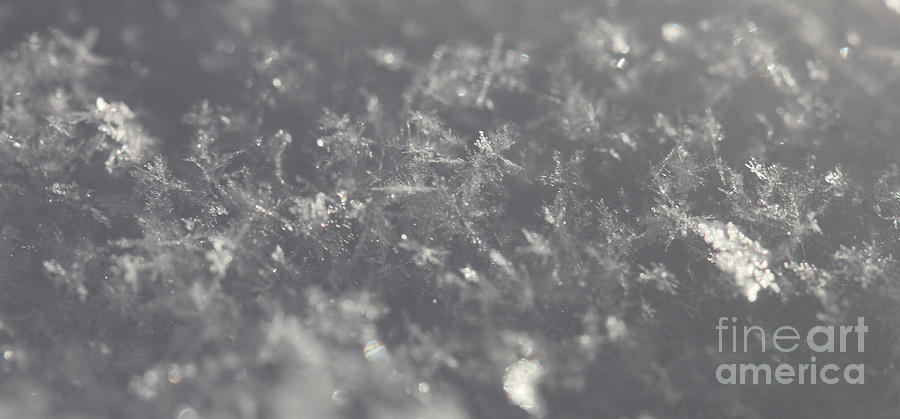 Snow Flake in Light Photograph by Donna L Munro
