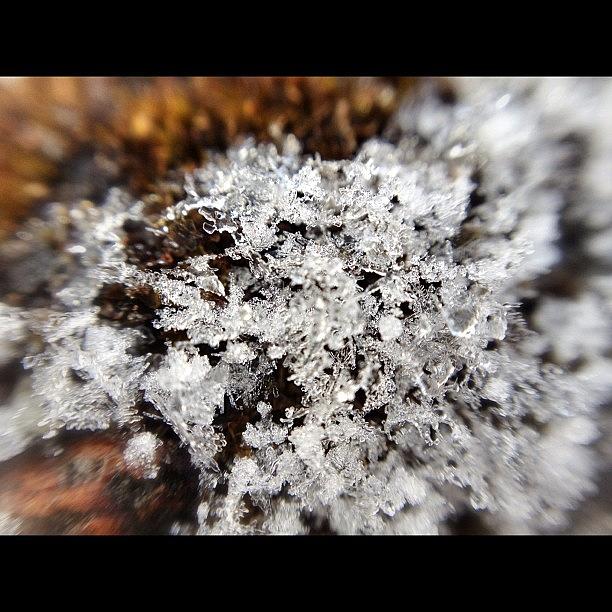 Winter Photograph - #snow Flakes #winter #macro #moss #cold by Michii Komatsu