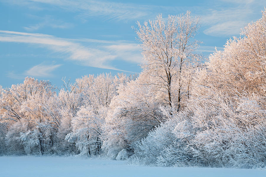 Snow Flocked Forest At Sunrise by Dean Pennala