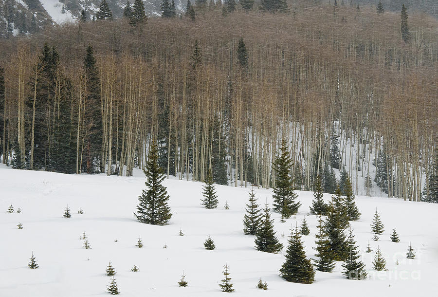 Snow Flurry and Aspen Photograph by David Waldrop