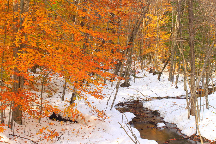 [Image: snow-foliage-and-forest-stream-mount-mon...n-burk.jpg]