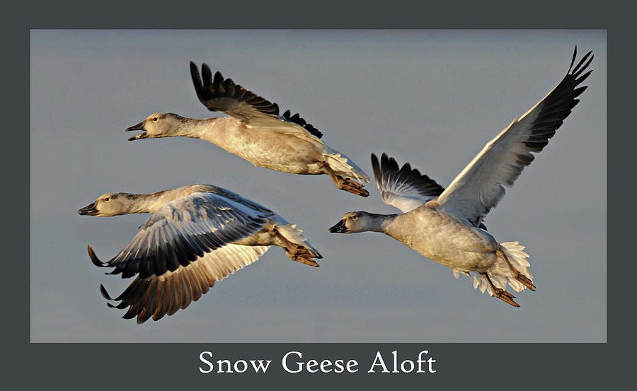 Snow Geese Aloft Photograph by Dave Mills