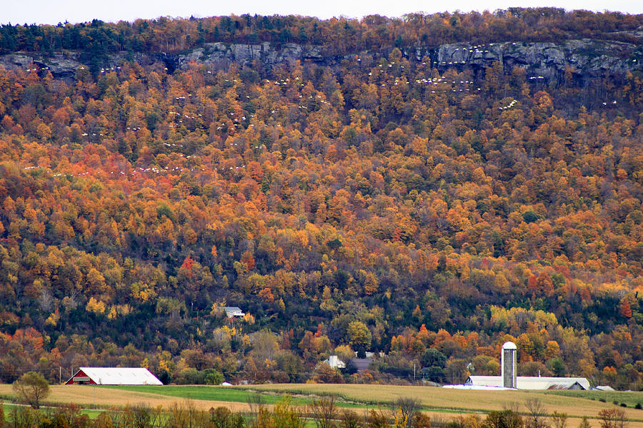 Snow Geese and Snake Mountain Foliage Vermont Photograph by John Burk ...