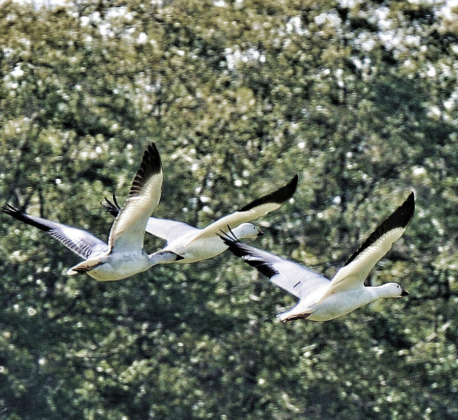 Snow Geese at The George C. Reifel Migratory Bird Sanctuary Photograph by Lawrence Christopher