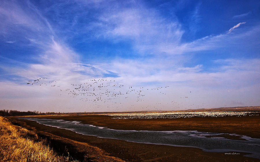 Snow Geese At Rest Photograph by Ed Peterson