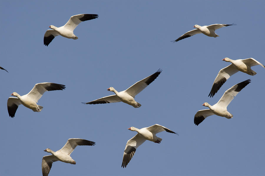 Snow Geese Flock Flying Tule Lake Photograph by Sebastian Kennerknecht