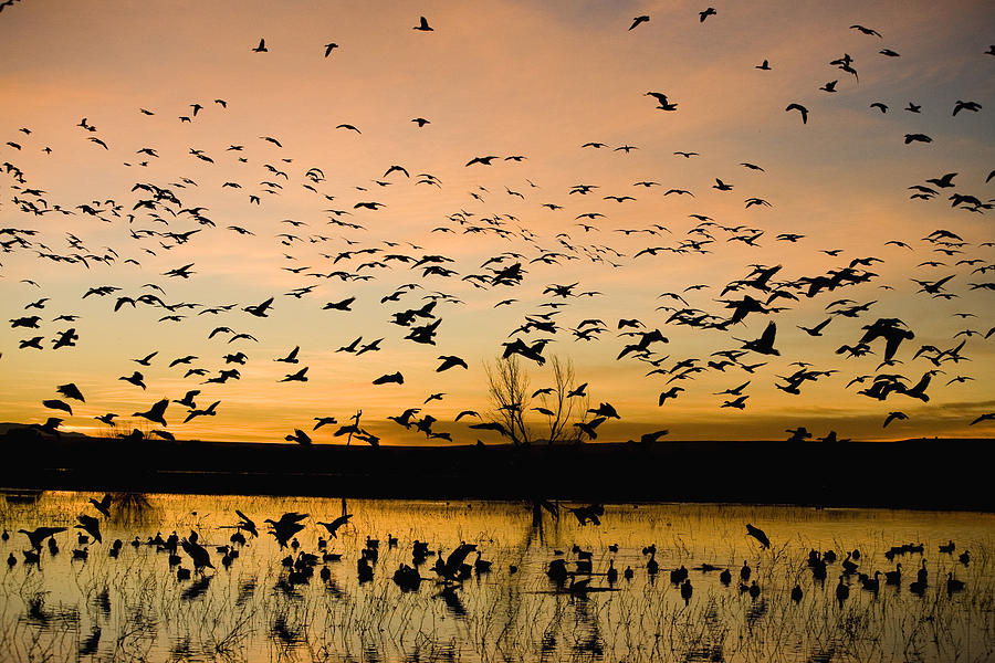 Snow Geese Flying At Sunrise Bosque Del Photograph by Sebastian Kennerknecht