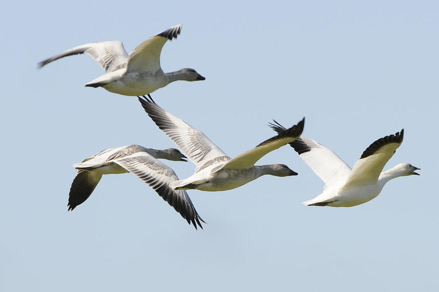 Snow Geese in Flight Photograph by Lawrence Christopher