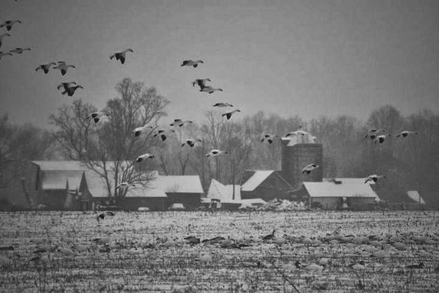 Snow Geese Photograph by Kelly Reber