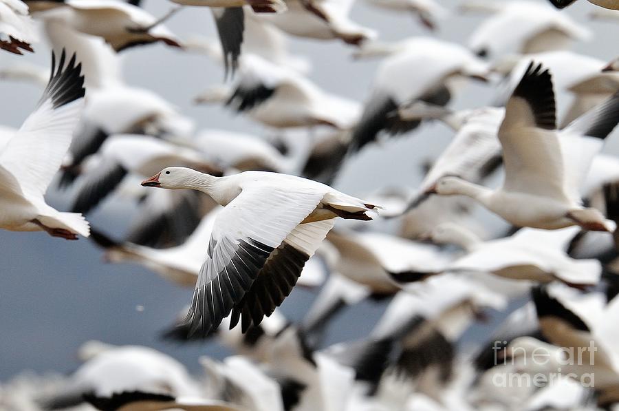 Snow Geese Launch Photograph by Craig Leaper