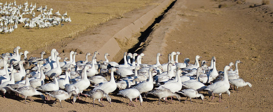 Snow Geese on Parade Photograph by Harry Strharsky