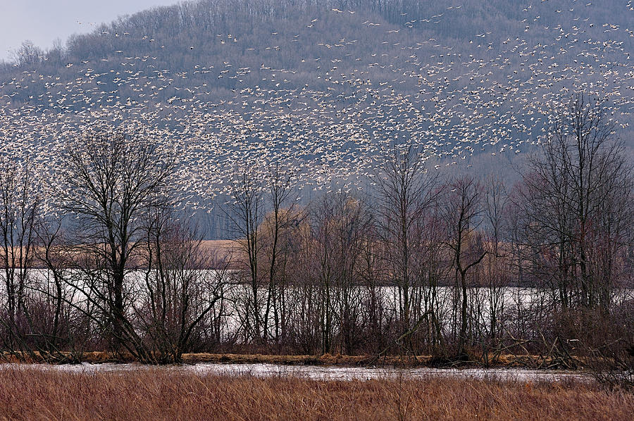Snow Geese Rising Photograph by William Jobes