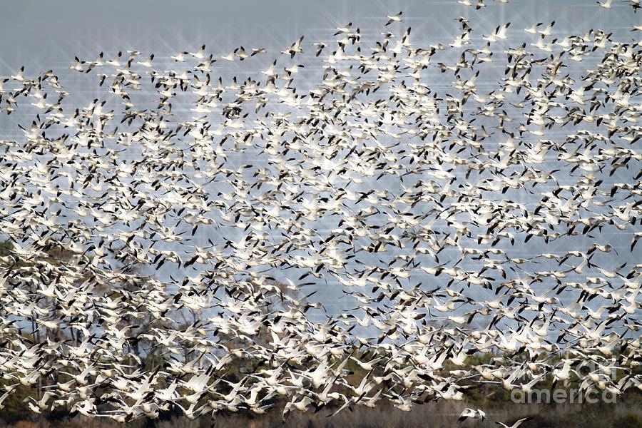 Bird Photograph - Snow Geese Stars by Ursula Lawrence