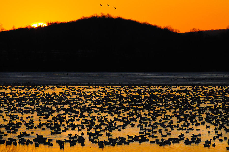 Snow Geese Sunrise Photograph by Craig Leaper