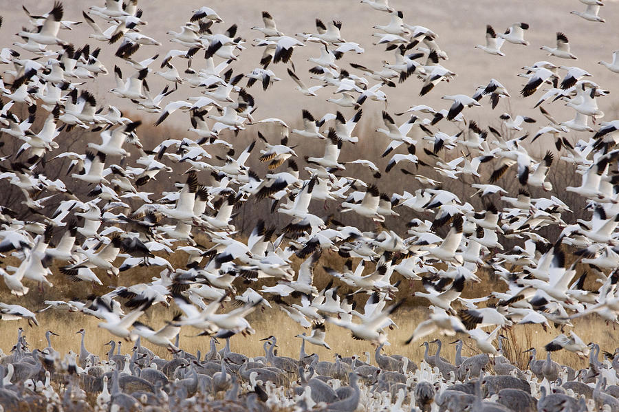 Snow Geese Taking Flight With Sandhill Photograph by Sebastian Kennerknecht
