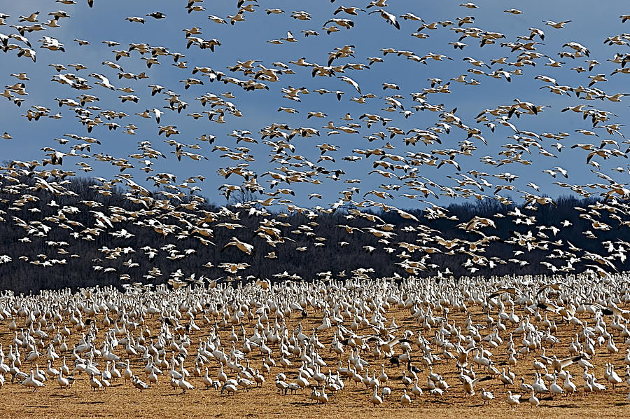 Snow Geese  Photograph by William Jobes