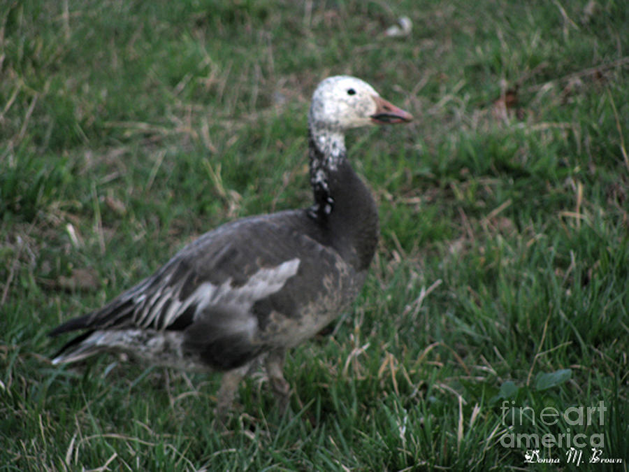 Snow Goose Blue Morph Photograph by Donna Brown