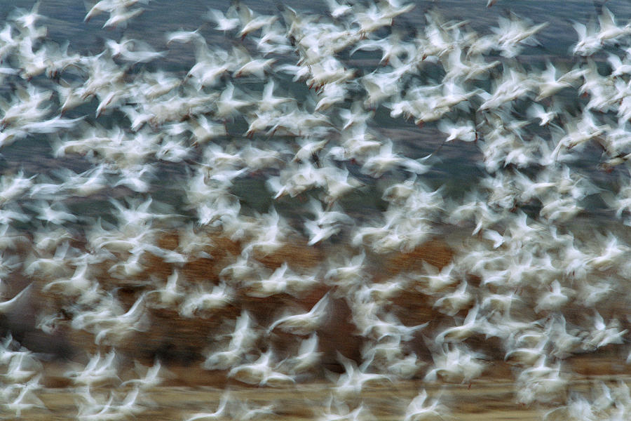Snow Goose Chen Caerulescens Flock Photograph by Tom Vezo