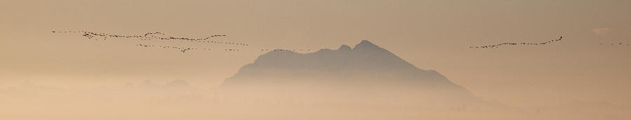 Snow Goose Chen Caerulescens Flocks Photograph by Matthias Breiter