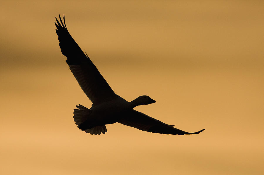Snow Goose Flying Bosque Del Apache Photograph by Sebastian Kennerknecht