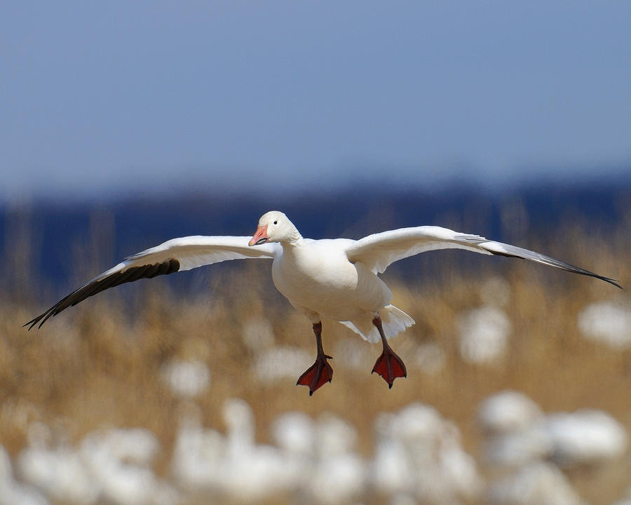 Snow Goose Landing Photograph by Craig Leaper