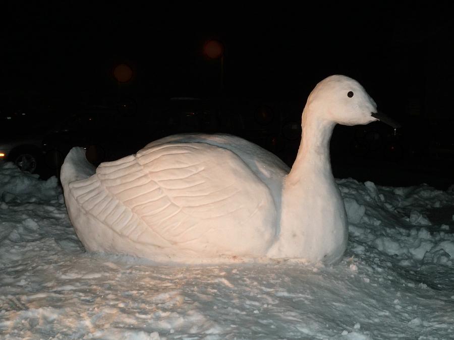 Snow Goose Sitting in Snow Photograph by Jeanette Oberholtzer
