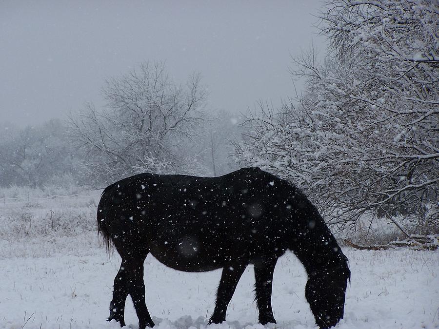 Snow Horse Photograph