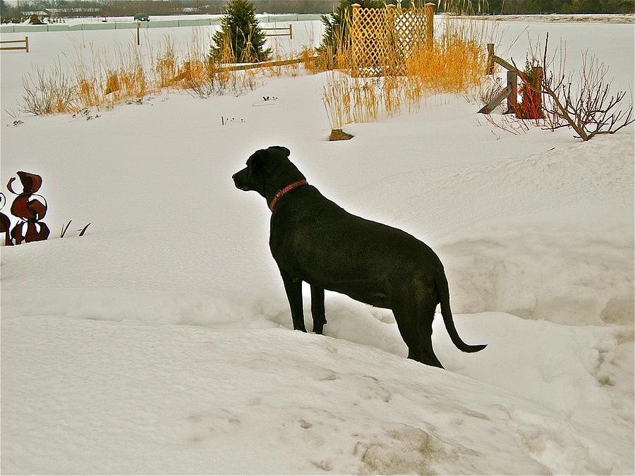 Snow Hunting Photograph by Randy Rosenberger
