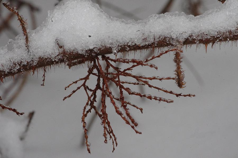 Snow ice branch Photograph by Gerald Kloss