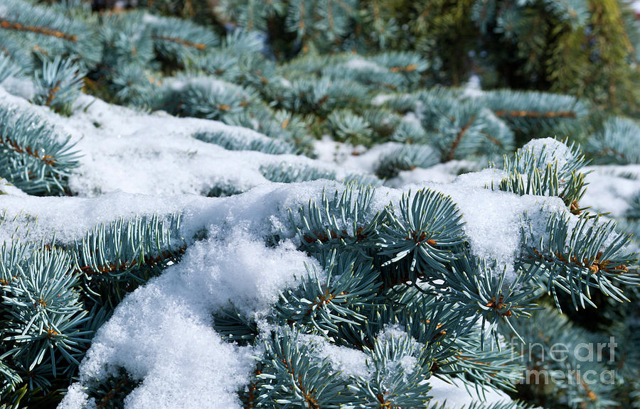 Snow in the Pines Photograph by Charles Lupica