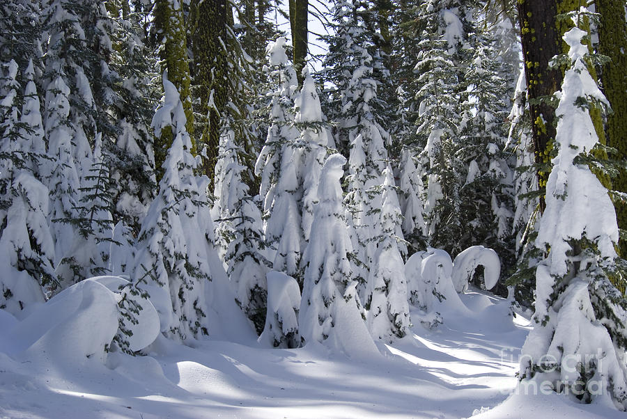 Snow Laden Trees Photograph by Jim And Emily Bush - Fine Art America