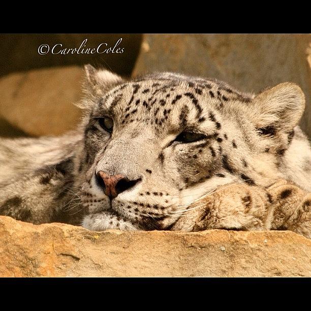 Nationalgeographic Photograph - Snow Leopard - Got My Eye On You by Caroline Coles