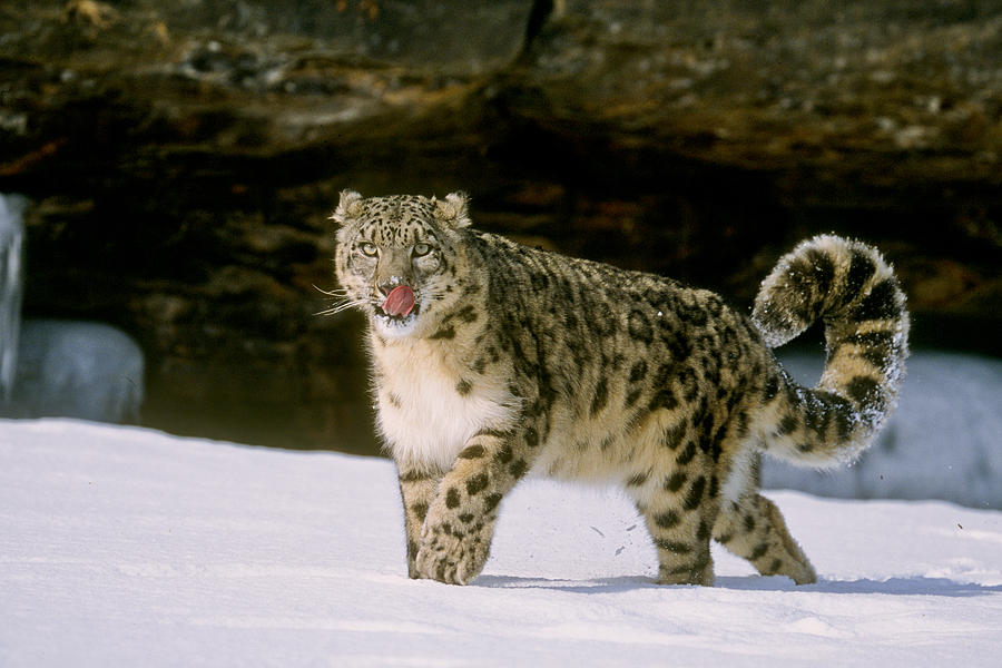 Snow Leopard 2 Photograph by D Robert Franz