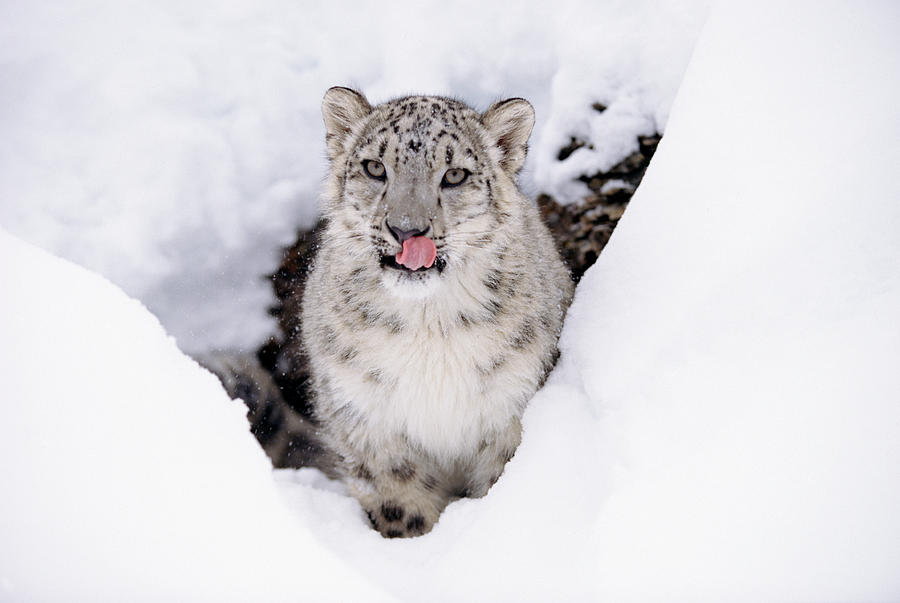 Snow Leopard Adult Portrait In Snow Photograph by Tim Fitzharris