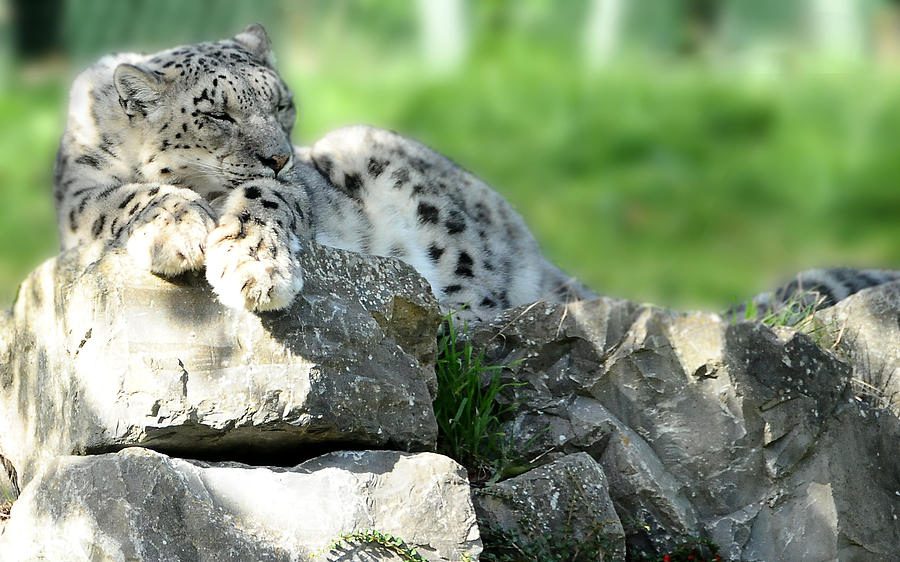 Cat Photograph - Snow Leopard at Rest. Kitty Time by Jenny Rainbow