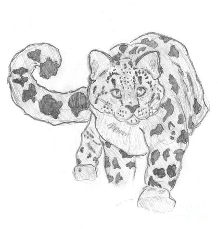 snow leopard sketch