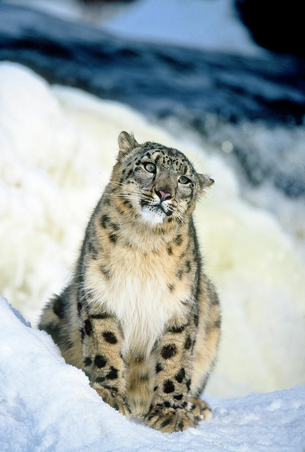 Snow Leopard Photograph by D Robert Franz