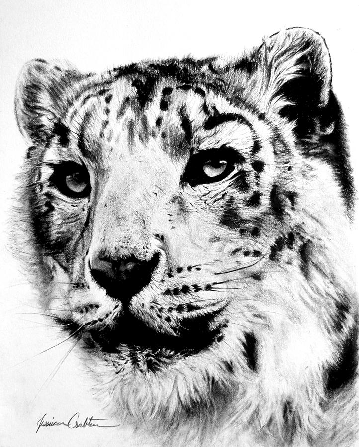 Snow Leopard Drawing by Jessica Crabtree