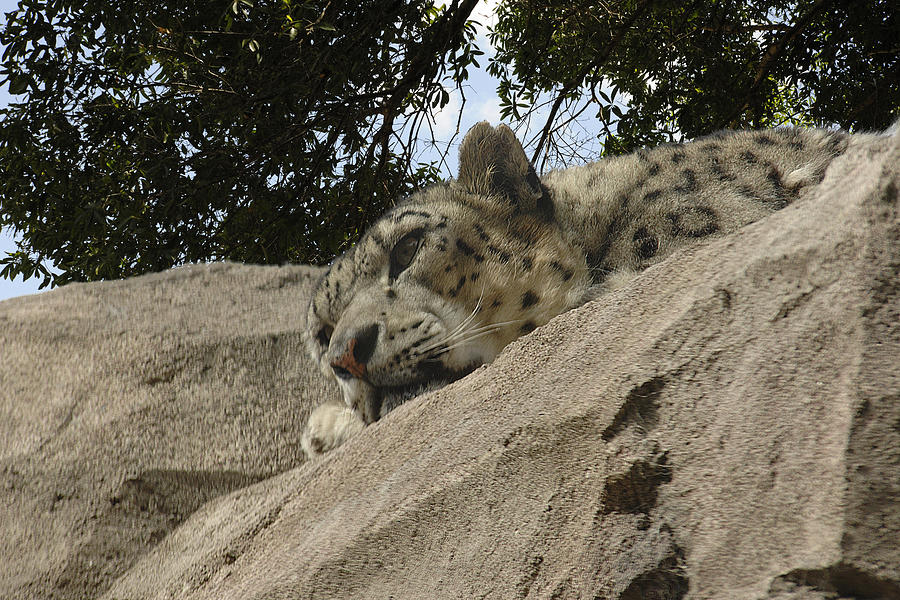 Snow Leopard Photograph by Keith Lovejoy