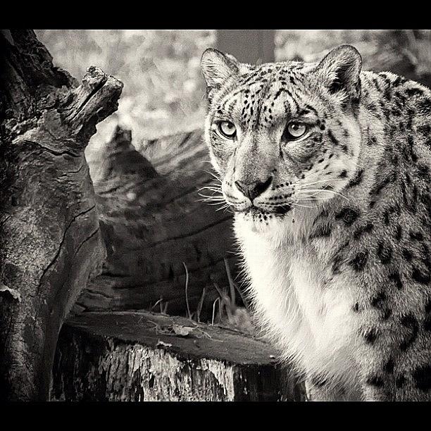 Snow Leopard! Photograph by Nik Guyatt