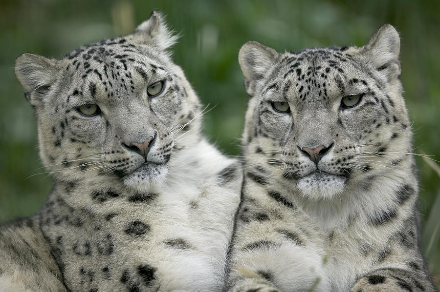 Snow Leopard Pair Sitting Photograph by Cyril Ruoso