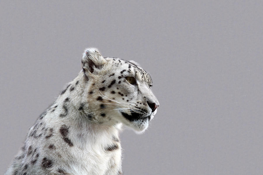 Nature Photograph - Snow Leopard by Paul Fell