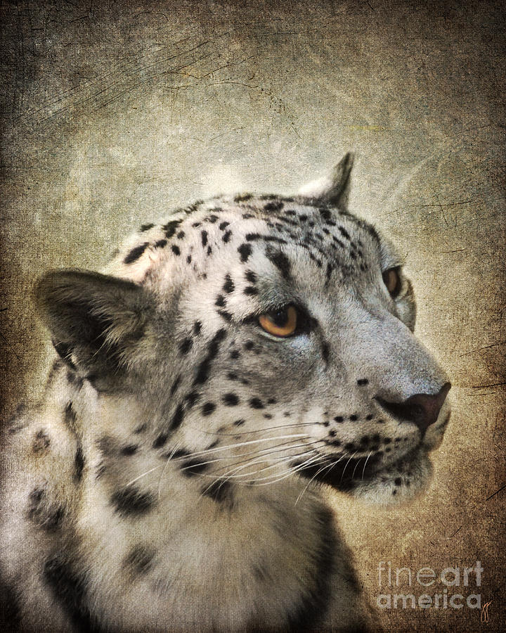 Snow Leopard Portrait Photograph by Jai Johnson